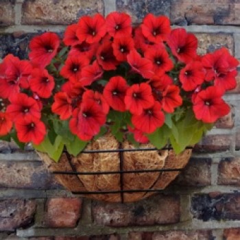 Wire Wall Basket - 16