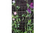 Climbing Plant Support Green - 30 x 0.5m